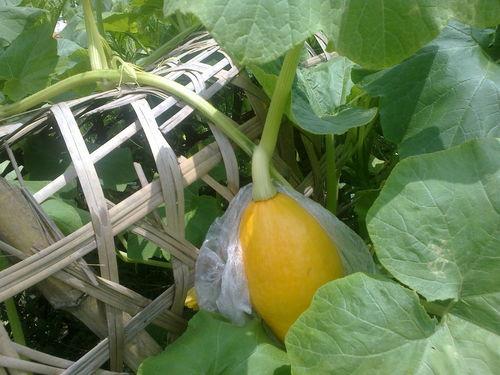 今日大家都在吃什么瓜