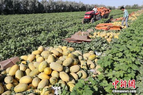 太和区采瓜热门推荐,体验田园乐趣，畅享丰收喜悦
