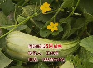 今日酥瓜价格最新行情,今日价格走势解析
