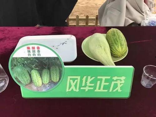 今日头瓜价格表,市场行情一览