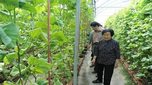 娱乐圈吃瓜小达人是什么,吃瓜小达人的八卦江湖