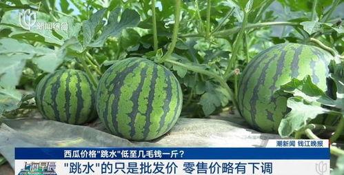 今日苏瓜价格最新行情,今日行情一览