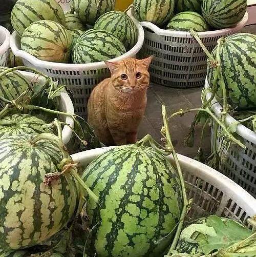 上热门都问有瓜了吗,揭秘热门话题背后的“瓜”