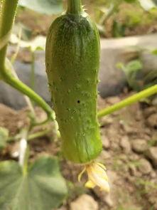 热门摘瓜音乐,盘点年度最受欢迎的摘瓜歌曲