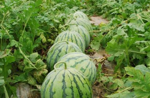 上热门绿色小嫩瓜,探寻热门绿色小嫩瓜的独特魅力