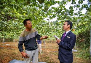 小吊瓜产地今日行情,价格波动与市场动态一览”