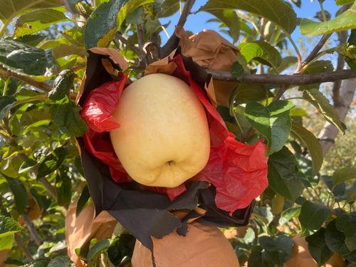 今日红小片籽瓜价格,涨跌互现，市场动态解析