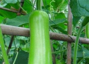 今日瓠瓜价格行情,涨跌波动，市场动态一览