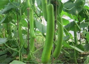 今日瓠瓜价格行情,涨跌波动，市场动态一览