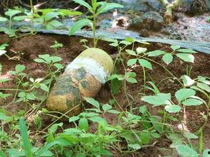 今日瓠瓜价格行情,涨跌波动，市场动态一览