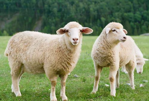 三只羊吃瓜爆料直播间,揭秘娱乐圈幕后故事