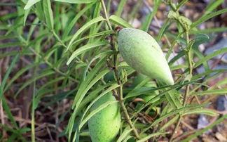 瓢瓜晒干有点黑可以吃吗,食用安全有保障