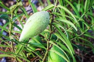 瓢瓜晒干有点黑可以吃吗,食用安全有保障