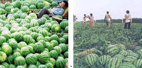 辽宁理工热门吃瓜小树林,校园生活趣闻录