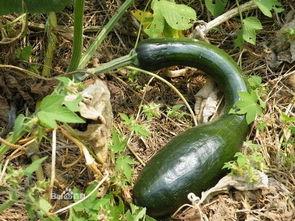 吃方瓜会出现黑便吗