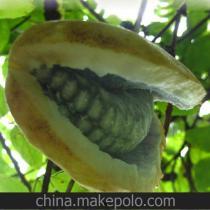 同城热门八月瓜在线观看,同城热映，精彩不容错过