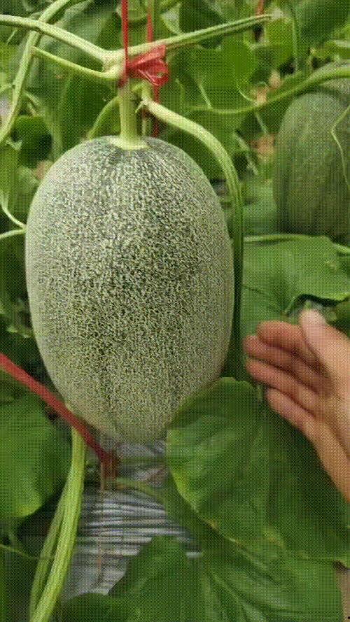 今日网纹瓜价格最新行情,涨跌互现，市场动态解析