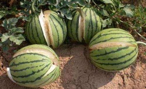 吃瓜网 - 免费吃瓜 黑料不详,免费吃瓜，黑料详情尽在其中