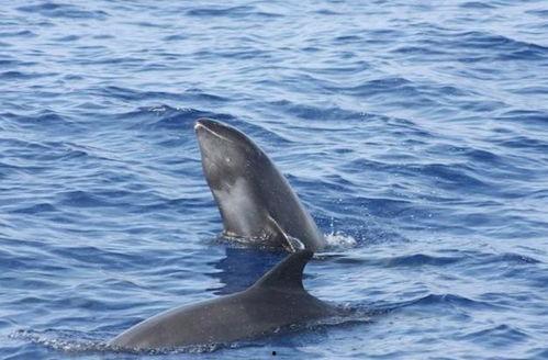 今日说法瓜头鲸,深海中的神秘巨兽之谜
