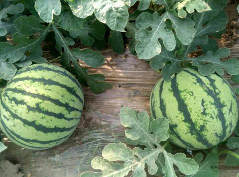 河南小白瓜今日行情价格,价格波动，市场动态解析