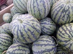 河南小白瓜今日行情价格,价格波动，市场动态解析