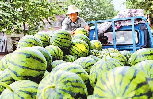 10月热门瓜,热门瓜料盘点