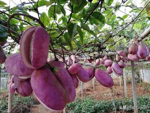 八月瓜热门文案怎么写的,探寻自然之宝，品味时光秘境