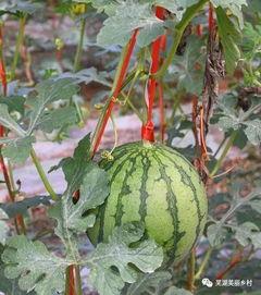 今日吃瓜往期福利