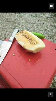 凤金蜜瓜今日行情,甜蜜价格波动，市场供需动态解析”