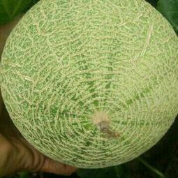 凤金蜜瓜今日行情,甜蜜价格波动，市场供需动态解析”