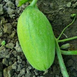 凤金蜜瓜今日行情,甜蜜价格波动，市场供需动态解析”