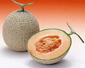 网纹哈密瓜热门视频,热门视频带你领略瓜中珍品