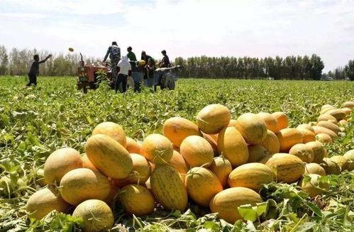 热门新疆哈密瓜