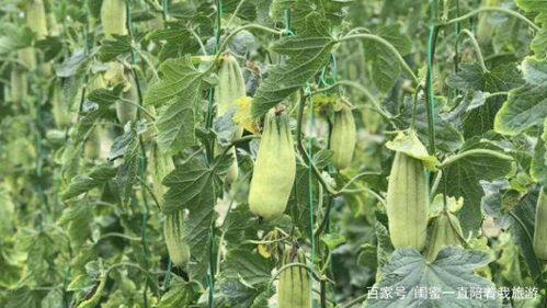 羊角蜜瓜价格今日行情,价格波动，市场供需分析